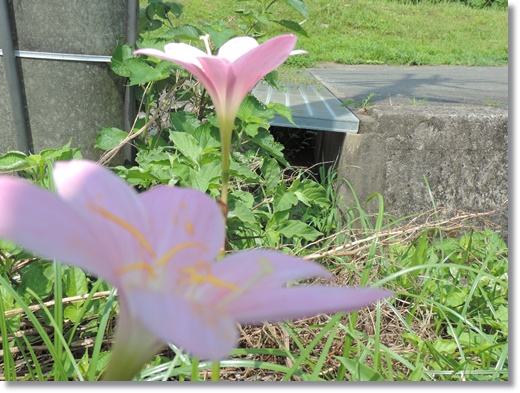 DSCN9887.JPG