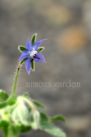 ボリジ