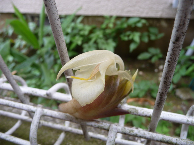 262 茗荷