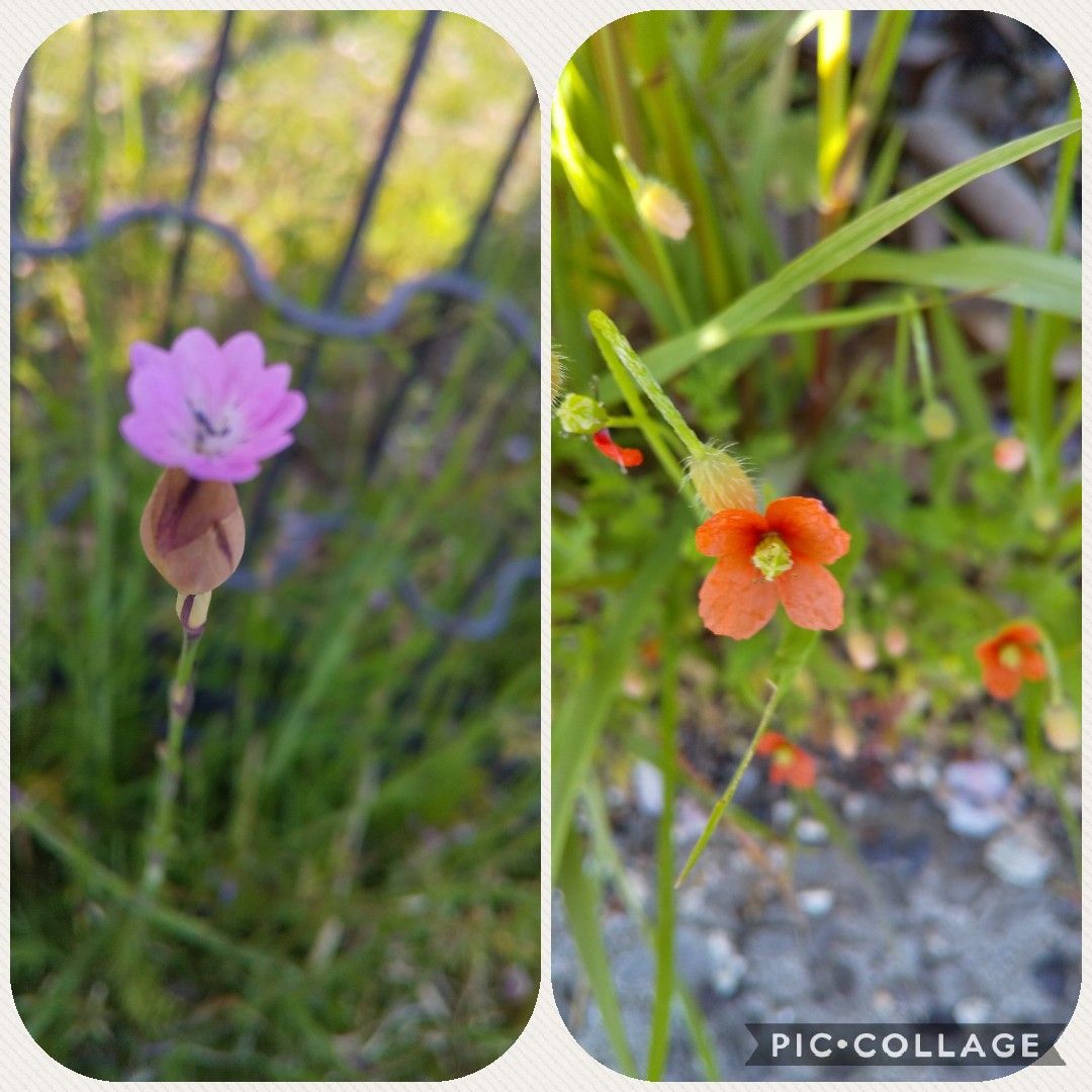 今日の一枚は雑草 つぼあみ家 ばあちゃんのひとりごと 楽天ブログ