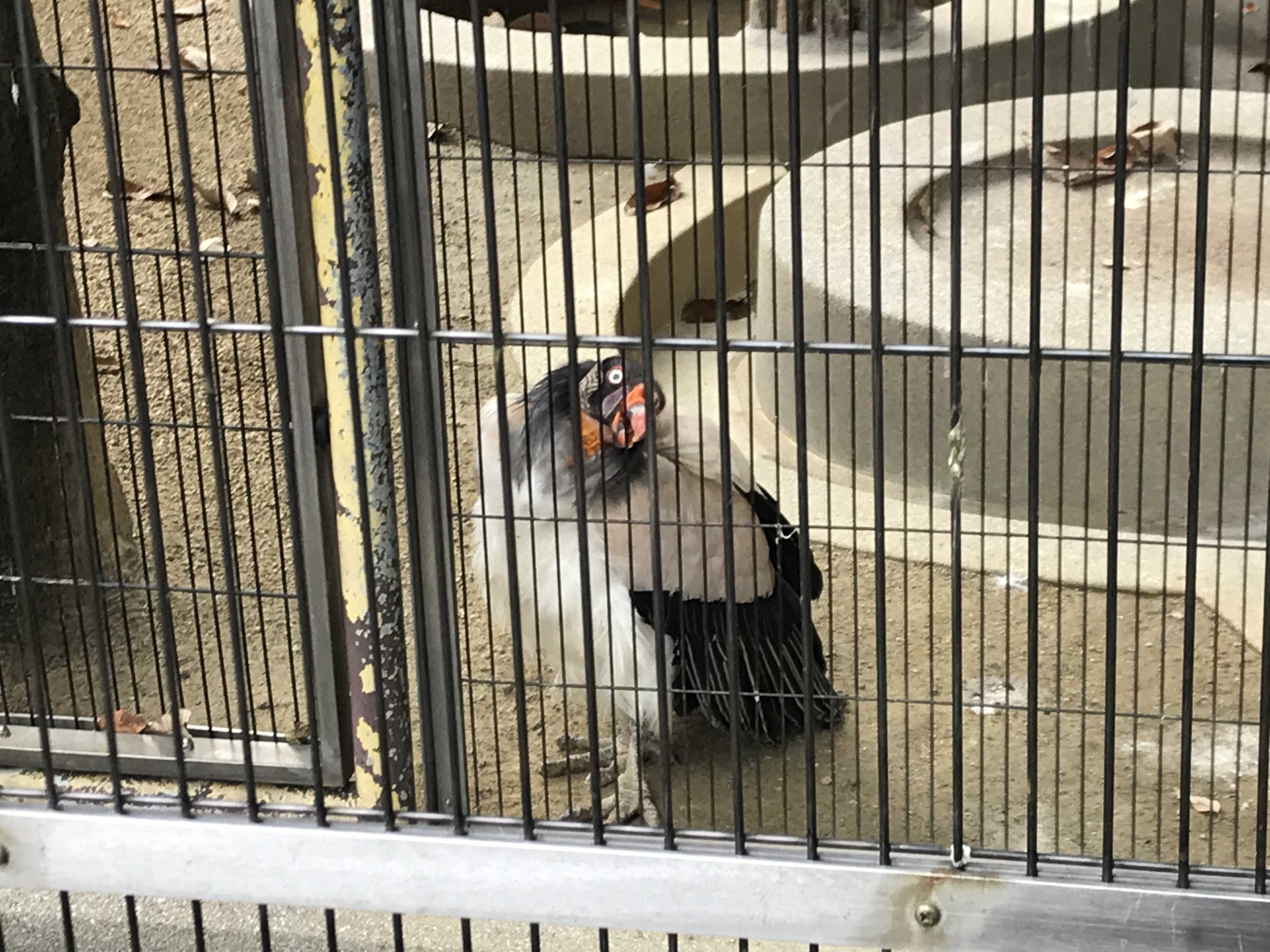 トキさんの献花台 トキイロコンドル 今日は誰と会えるかな だいたい東山動植物園 楽天ブログ