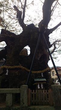 中山神社　御神木