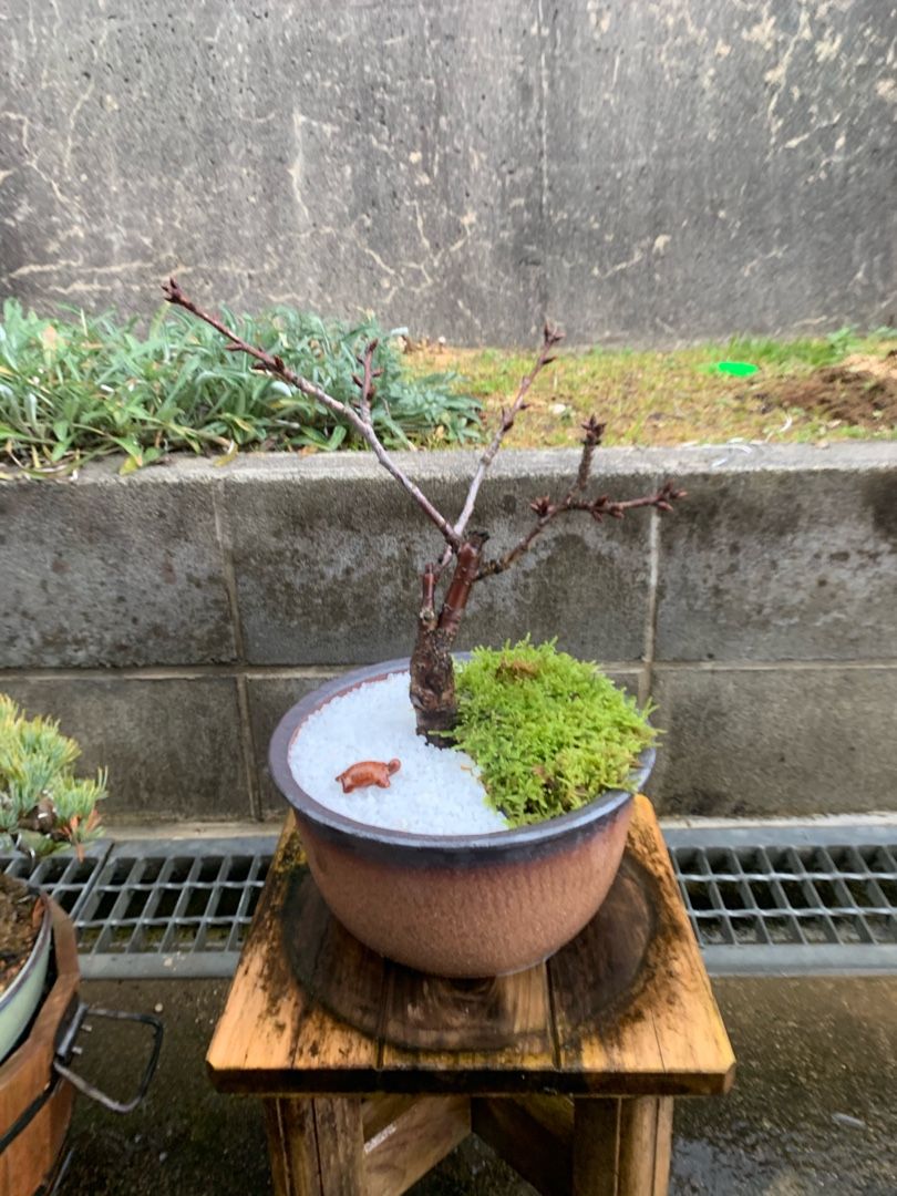 桜盆栽植え替え スマイケルのブログ 楽天ブログ
