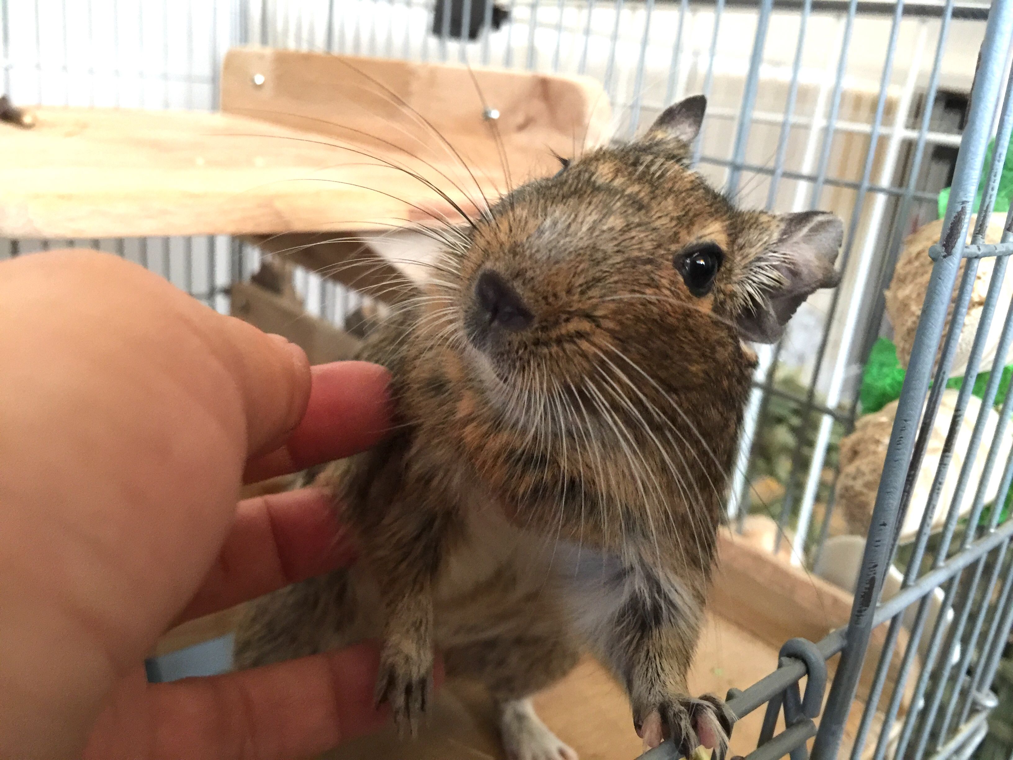 オレンジ色 と チモシーって大事 デグーと金魚に癒されちゅう 楽天ブログ