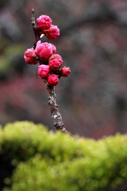 京都小野随心院梅林_5-2.jpg
