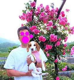 201520バラ