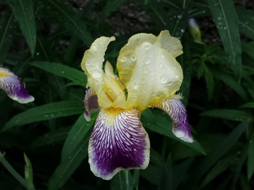 20150603_111317 (500x375).jpg