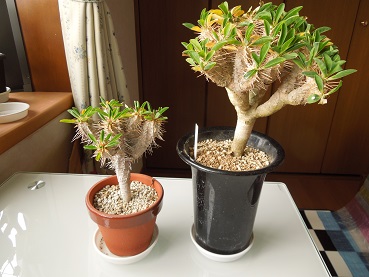 ギラウミニアナ11-23