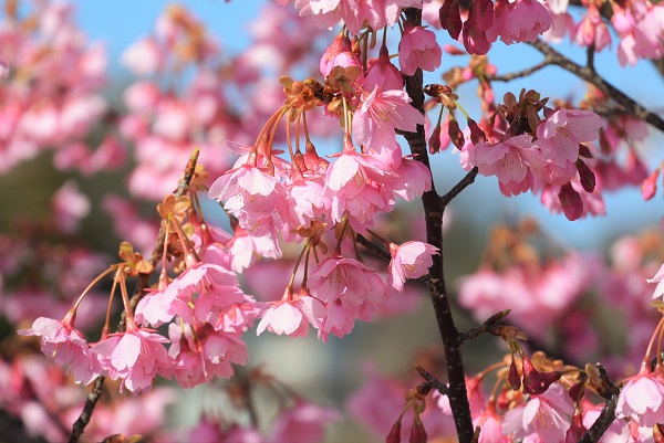 河津桜