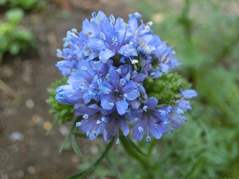 ギリア・レプタンサ