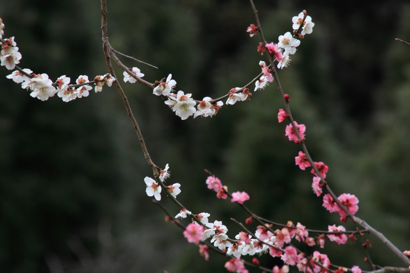 広橋梅林_008.jpg