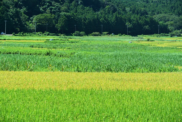 池のたんぼ