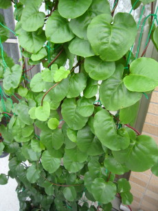 オカワカメ　’１３．７