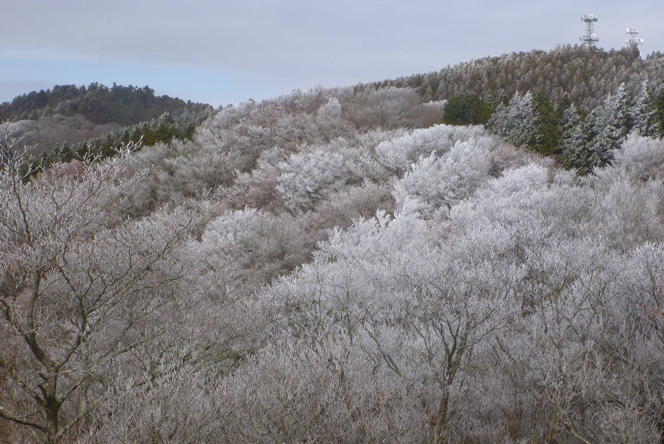 21年1月17日 久々の天ヶ滝道から金剛山 1125ｍ 和歌 山オバチャンの日記 楽天ブログ