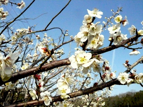 梅の花