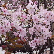 異なる色の桜のUP