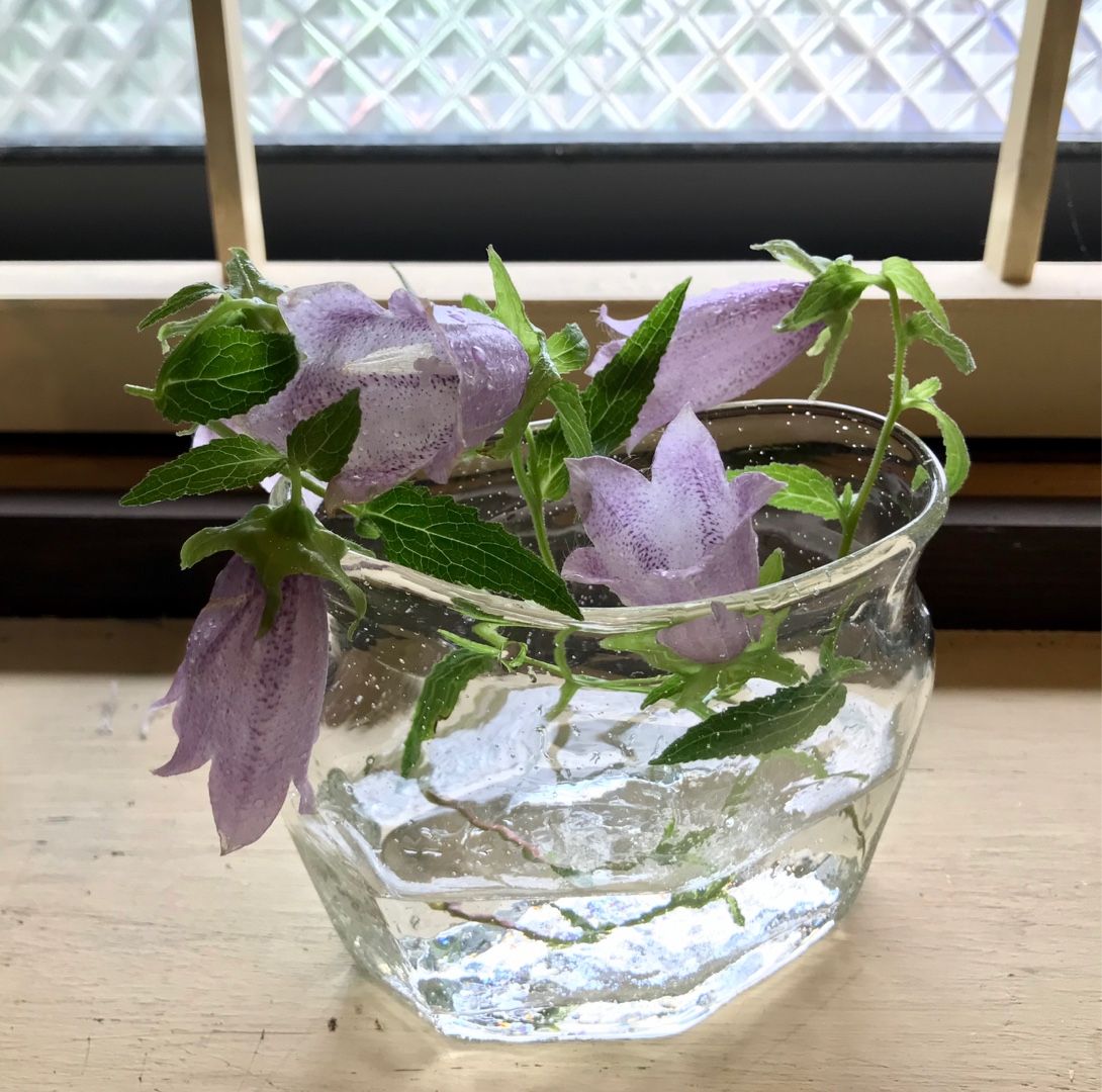 ホタルブクロを飾る 家と庭と 楽天ブログ ホタルブクロを飾る 家と庭と 楽天ブログ