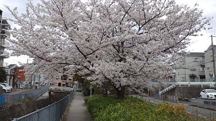 桜