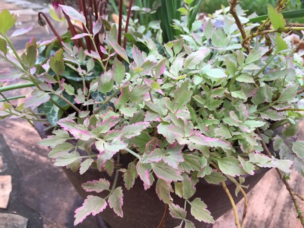 rblog-20151114224648-00.jpg