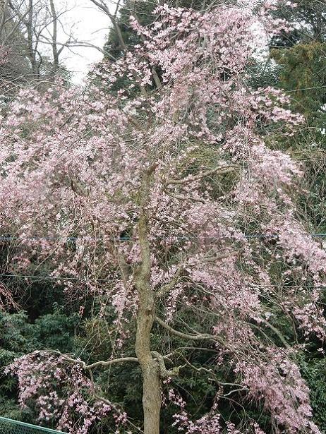 枝垂れ桜