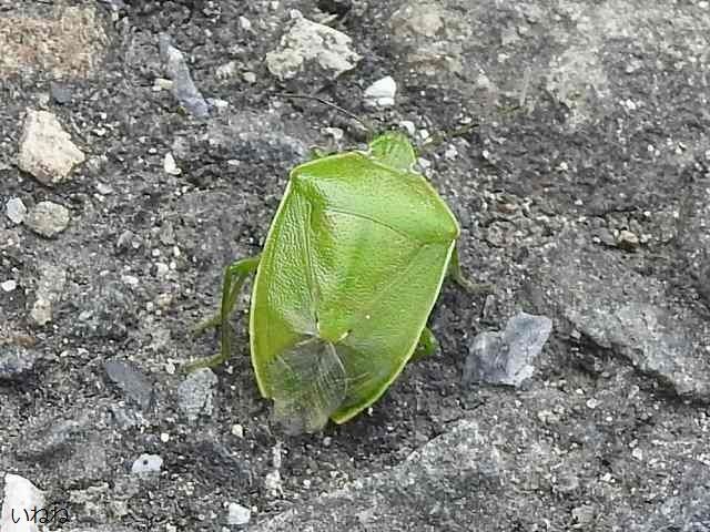 ツヤアオカメムシ2019年4月11日