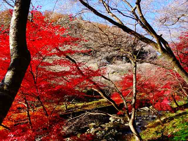DSC08524_R.JPG
