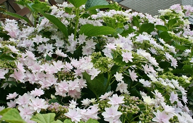 隅田の花火