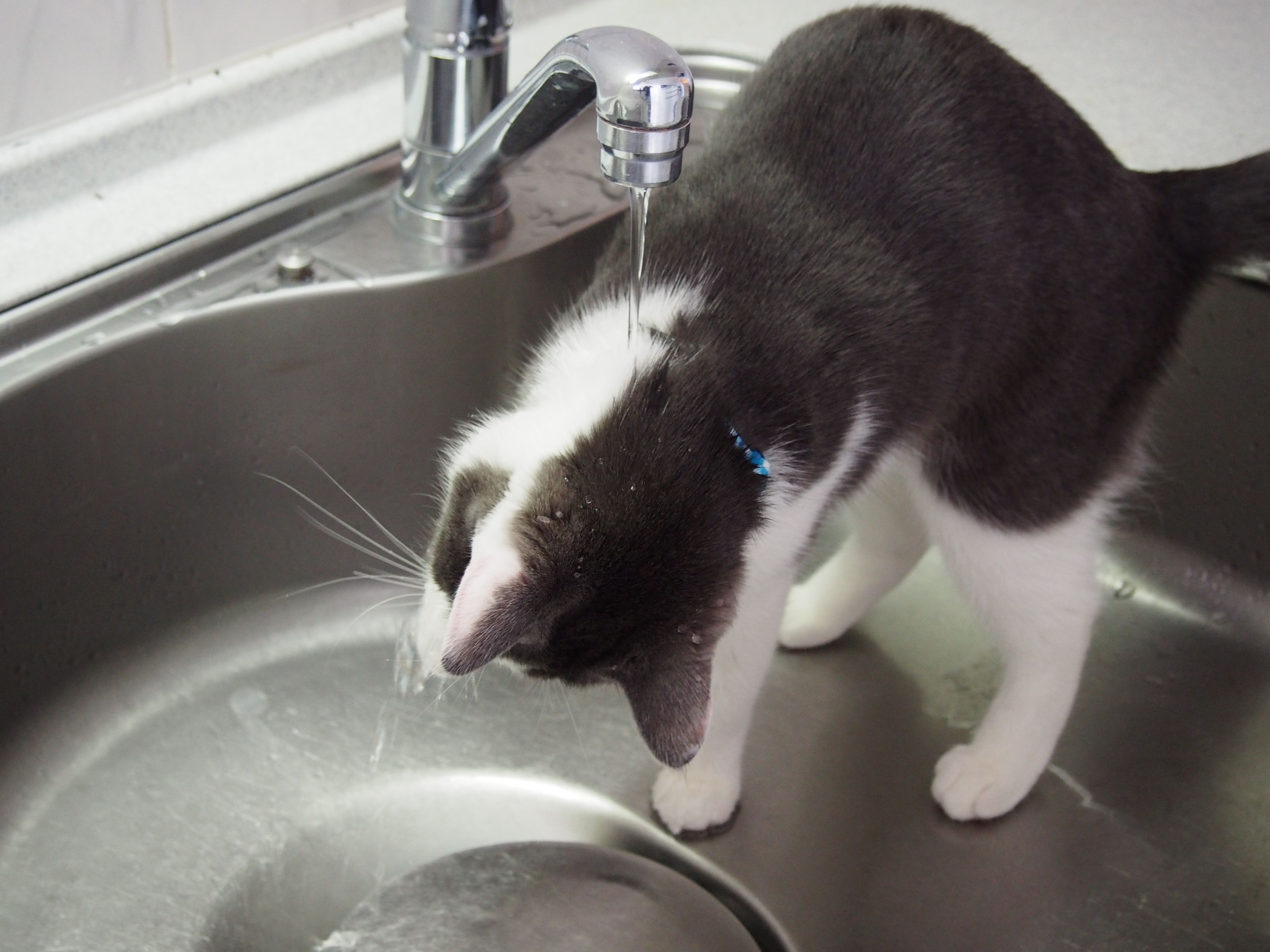 水飲みが下手なセナ ねこと一緒のおだやか生活 楽天ブログ