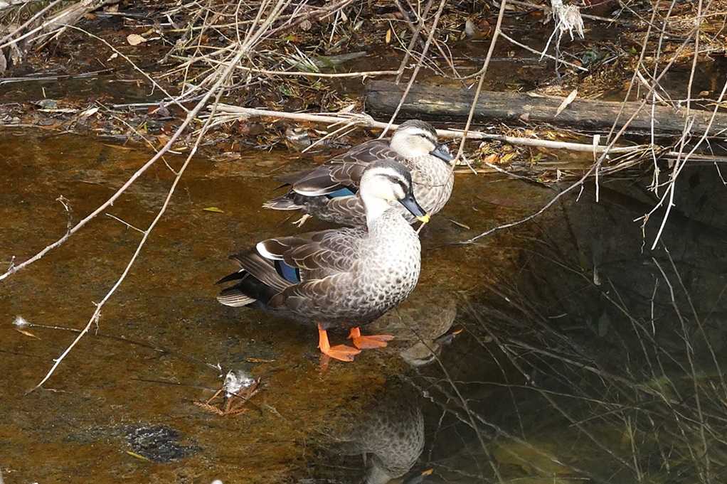 515