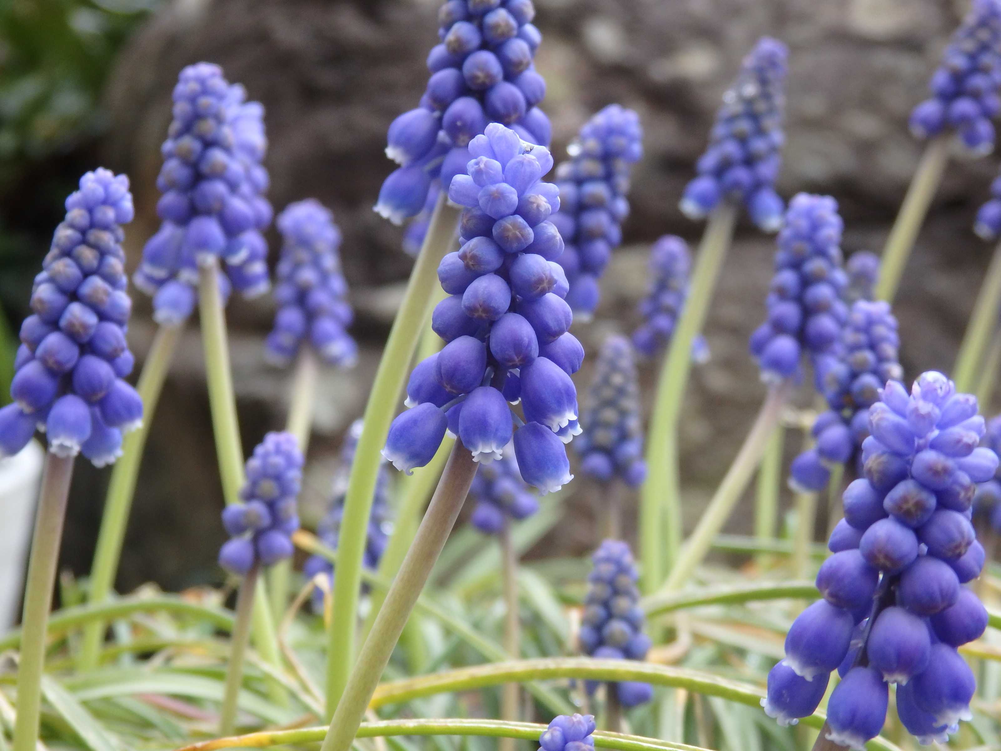 ムスカリコレクション Kimi Teaの花日記 楽天ブログ