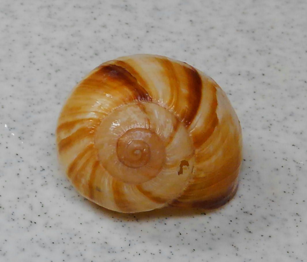 貝殻の秘密＊**＊対数螺旋 | 60ばーばの手習い帳 - 楽天ブログ