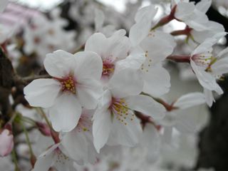 2012桜