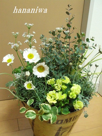 ローダンセマム左から１２０２０７.JPG