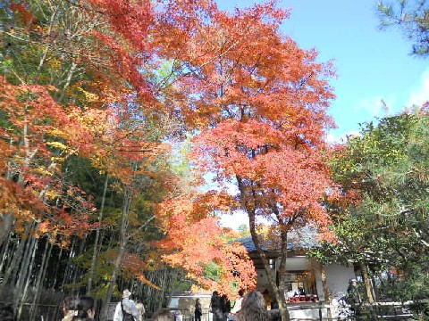 2012-11 天龍寺北門脇の紅葉.jpg