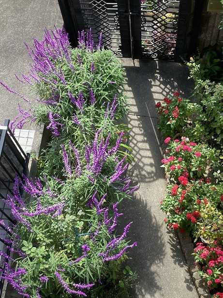 花壇の花を植え替える ｔｅａ ｇａｒｄｅｎ ちょっとひとりごと 楽天ブログ