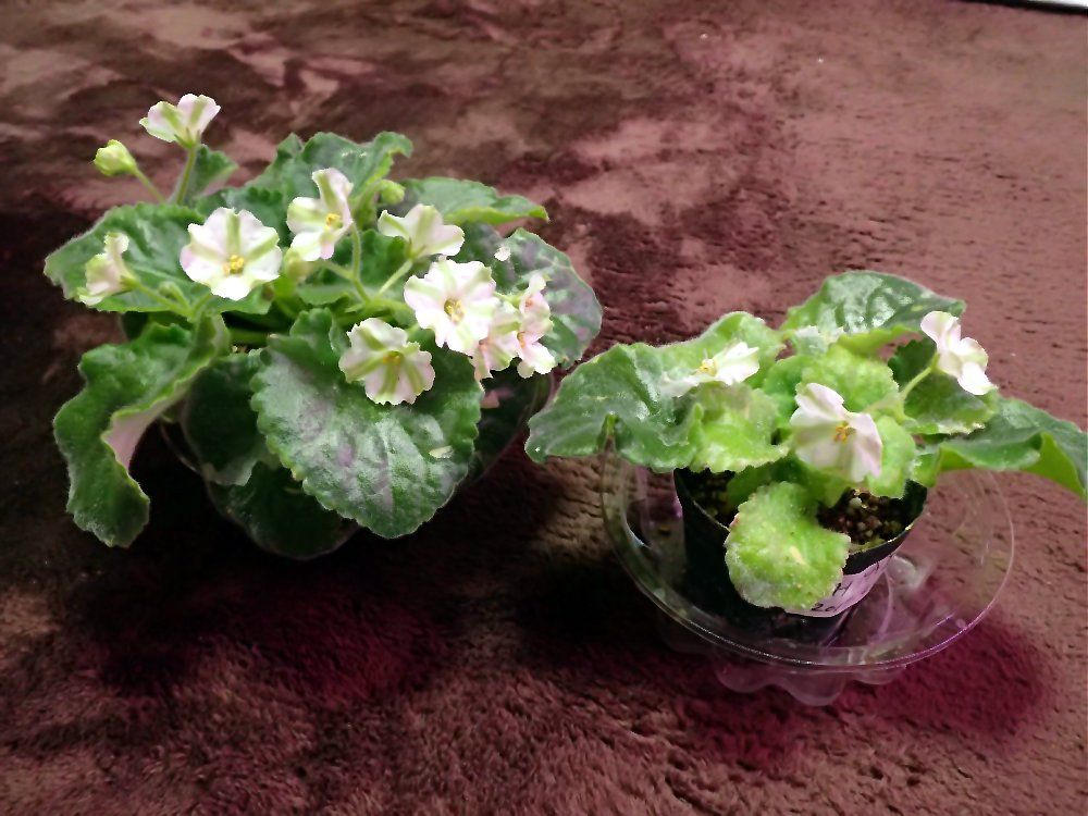 セントポーリア　Zaca's ette 初開花株 縞花 Sketch Artist （セントポーリア）米国から輸入した苗・縞花の