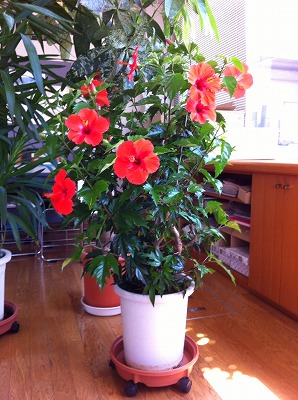 ハイビスカス赤