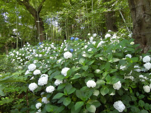 馬場花木園にて