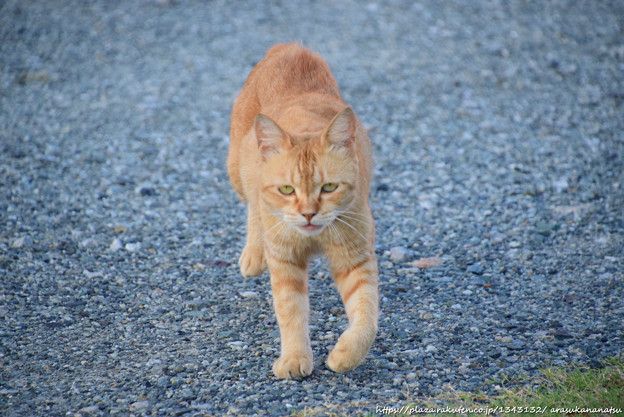 たまには猫のお話 | 今日の予定 - 楽天ブログ