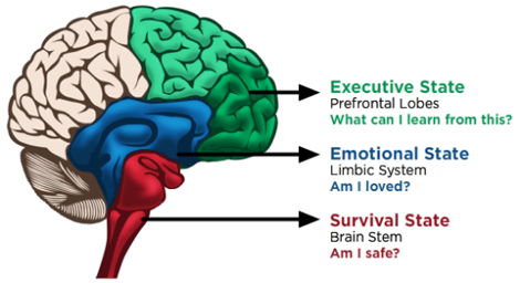 感情脳と生存脳.png
