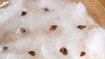 脱脂綿、発芽