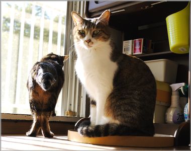 軽蔑のまなこ