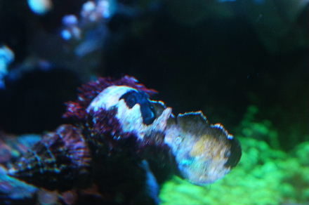 2015_0106魚ﾀﾝｸﾒｲﾄ0009.JPG