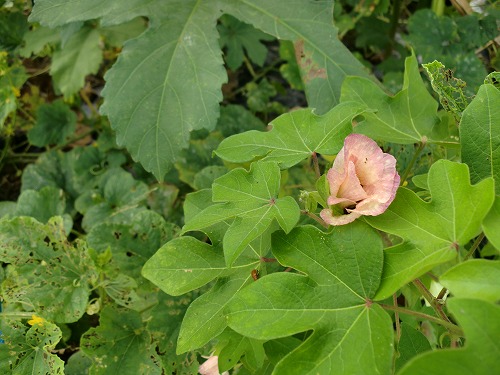 s-CIMG4670.jpg