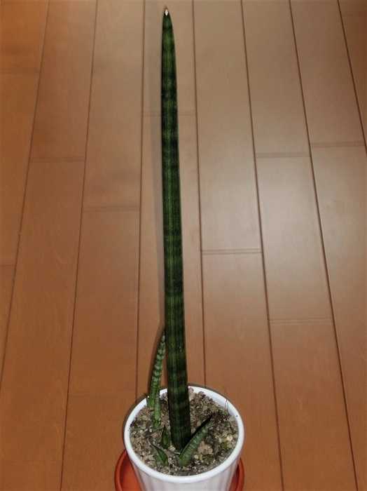 基礎生物学研究所 WEBマガジン——フィールド