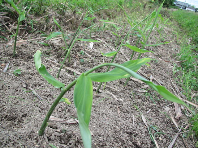 しょうがの草引き（1回目）
