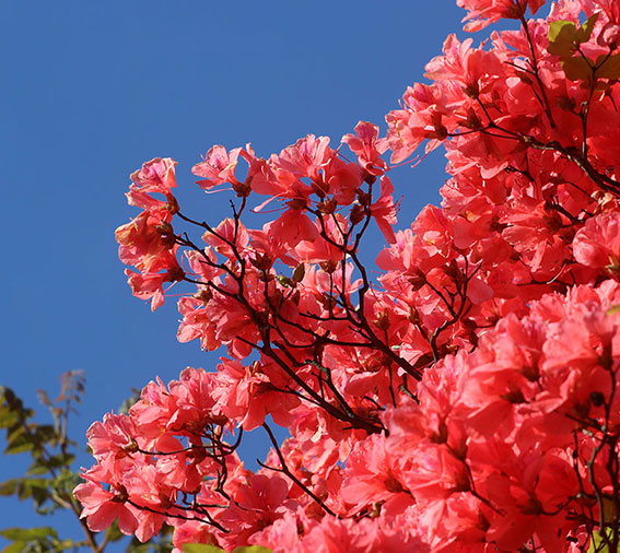 船窪つつじ公園-04♪