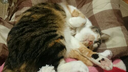 rblog-20170117185544-01.jpg