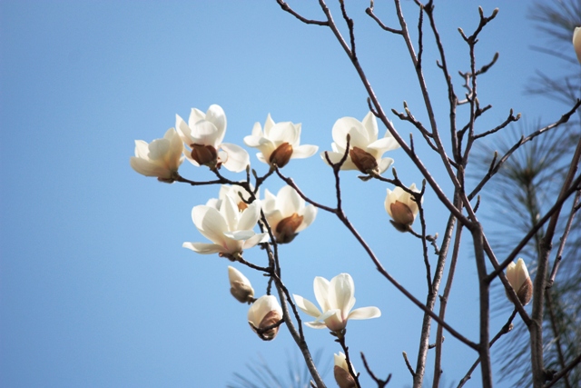 20140330 makuren 11.jpg