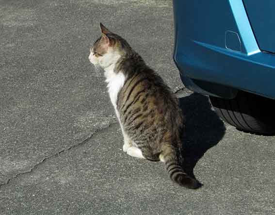 我が家のニャンコ♪2015/12/31-3